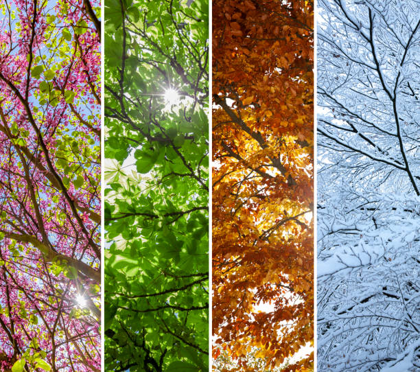 Seasons